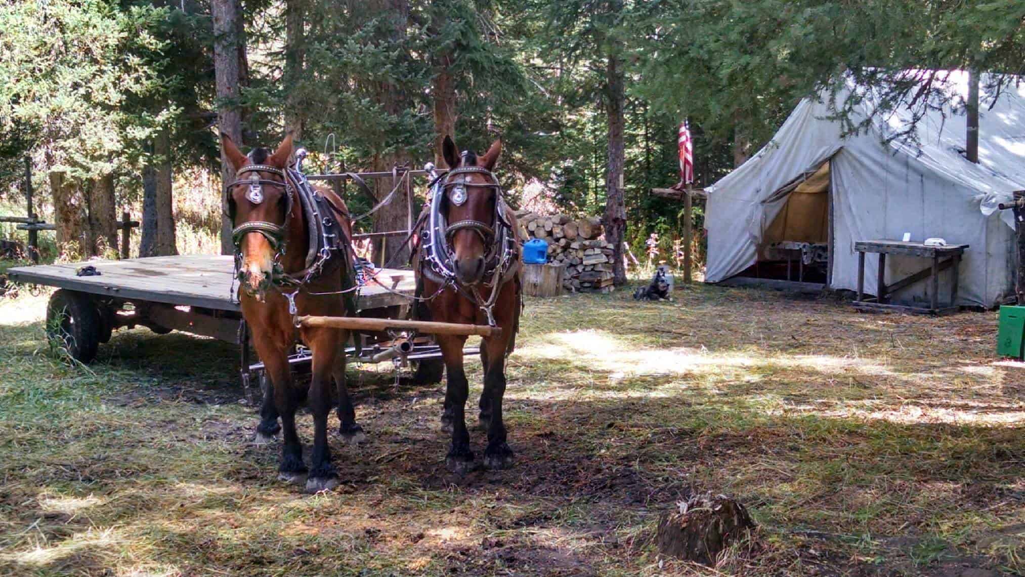 Horses & Equipment Horses & Equipment