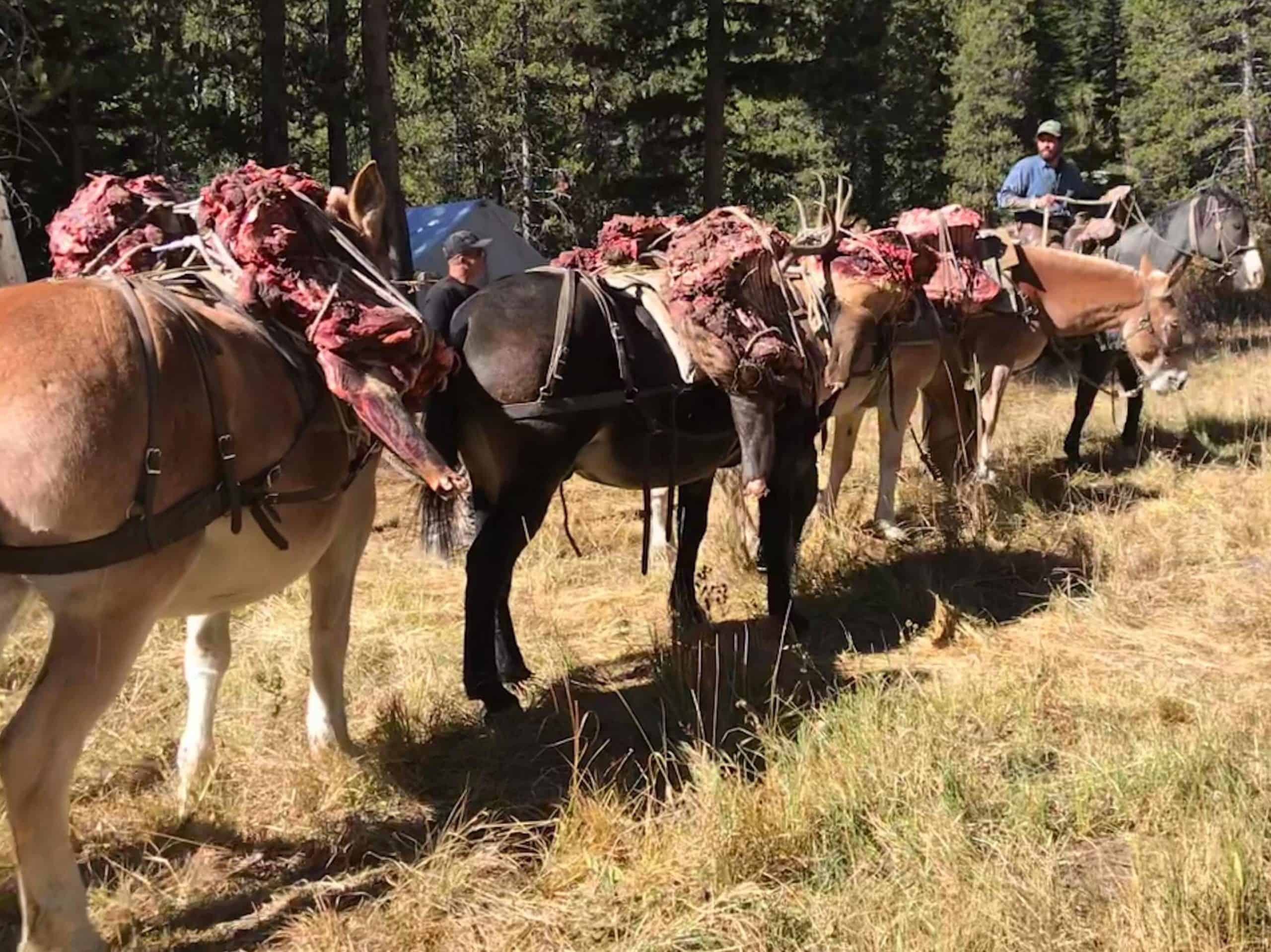 Mule Train Mule Train